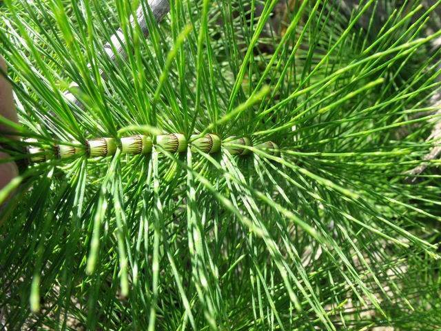 Equisetum telmateia / Equiseto maggiore